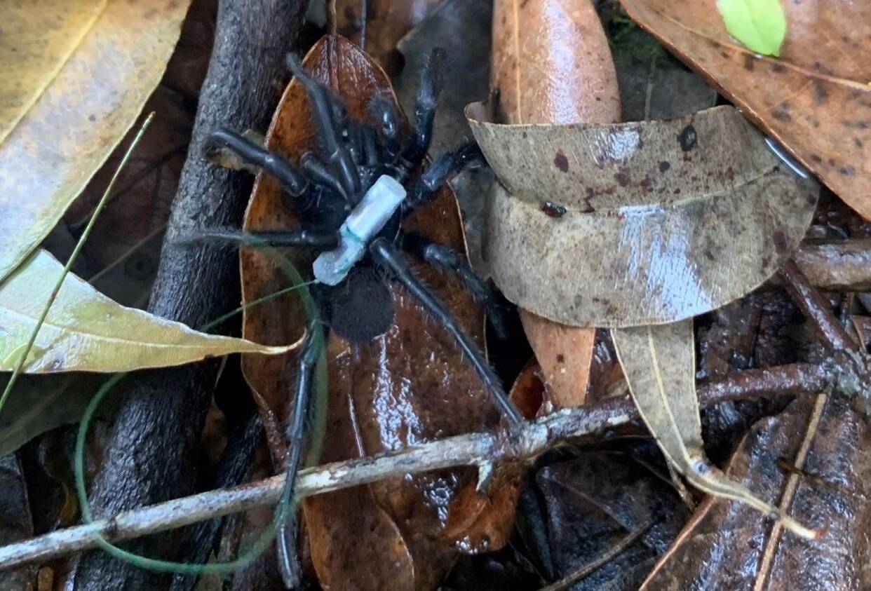 Scientist uses tiny trackers to keep tabs on funnel-web spiders