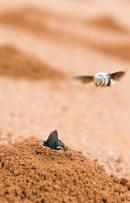 A burrowing bee in flight Picture supplied