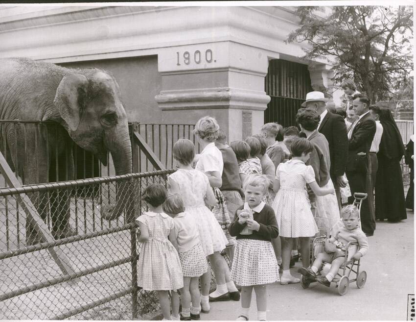 An elephant by the SA state heritage-listed Elephant House at Adelaide Zoo. Picture by Zoos SA