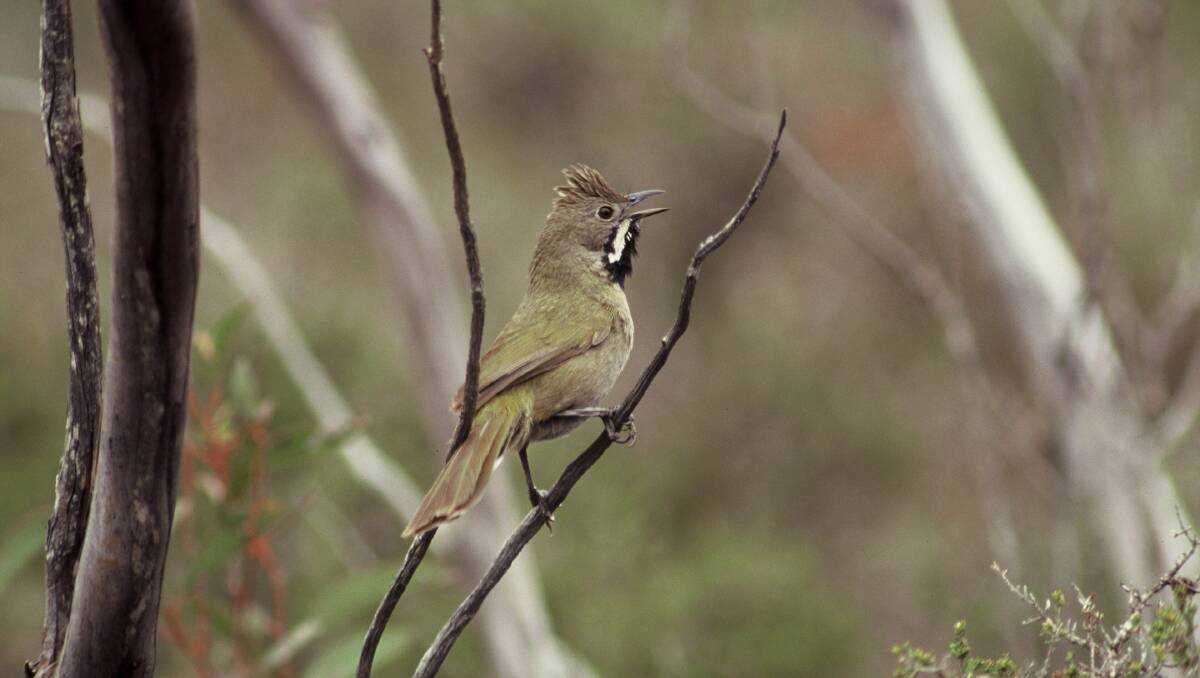 A picture of a white-bellied whipbird in South Australia's Murray Mallee region. Picture supplied