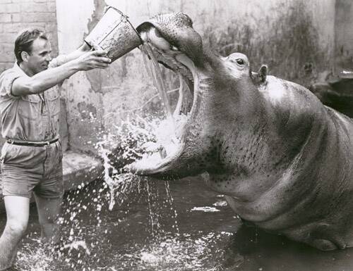 A hippopotamus having a drink at the Adelaide Zoo, date unknown. Picture by Zoos SA 