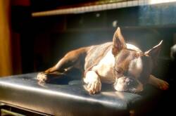 Bunny the Boston terrier of Batemans Bay, NSW, asleep on a piano chair. Picture supplied