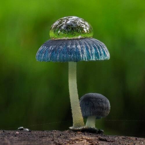 Lawrence Vassallo's photo 'Early morning opportunity' of a dew drop on top of a Pixie's Parasol mushroom. Picture supplied
