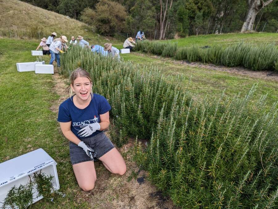 Volunteers harvesting rosemary for Sydney Legacy at David and Cathy Harris' Megalong Valley property on April 16, 2023. Picture supplied