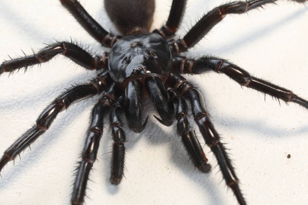 An adult funnel-web spider. Picture by Australian Reptile Park