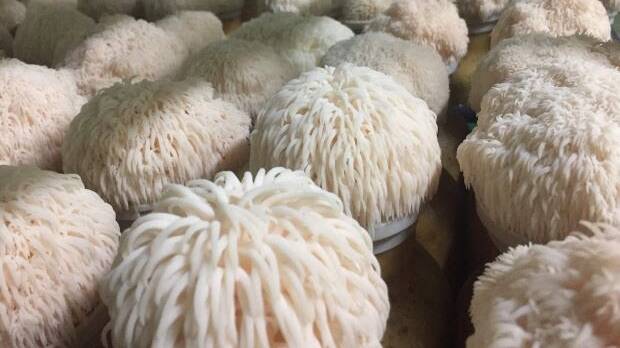 Researchers have discovered lion's mane mushrooms improve brain cell growth and memory in pre-clinical trials. Picture from University of Queensland