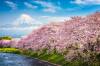 Blooming Sakura trees with Mount Fuji, Japan, in the background. Picture supplied