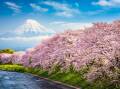 Blooming Sakura trees with Mount Fuji, Japan, in the background. Picture supplied