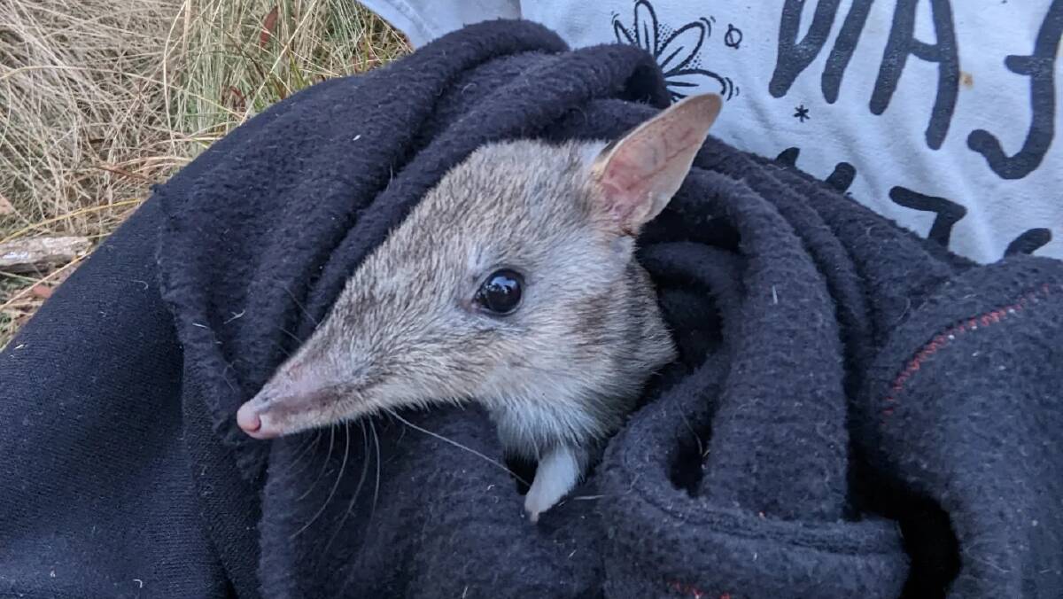 Tasmania's eastern barred bandicoot is a threatened species. Picture supplied