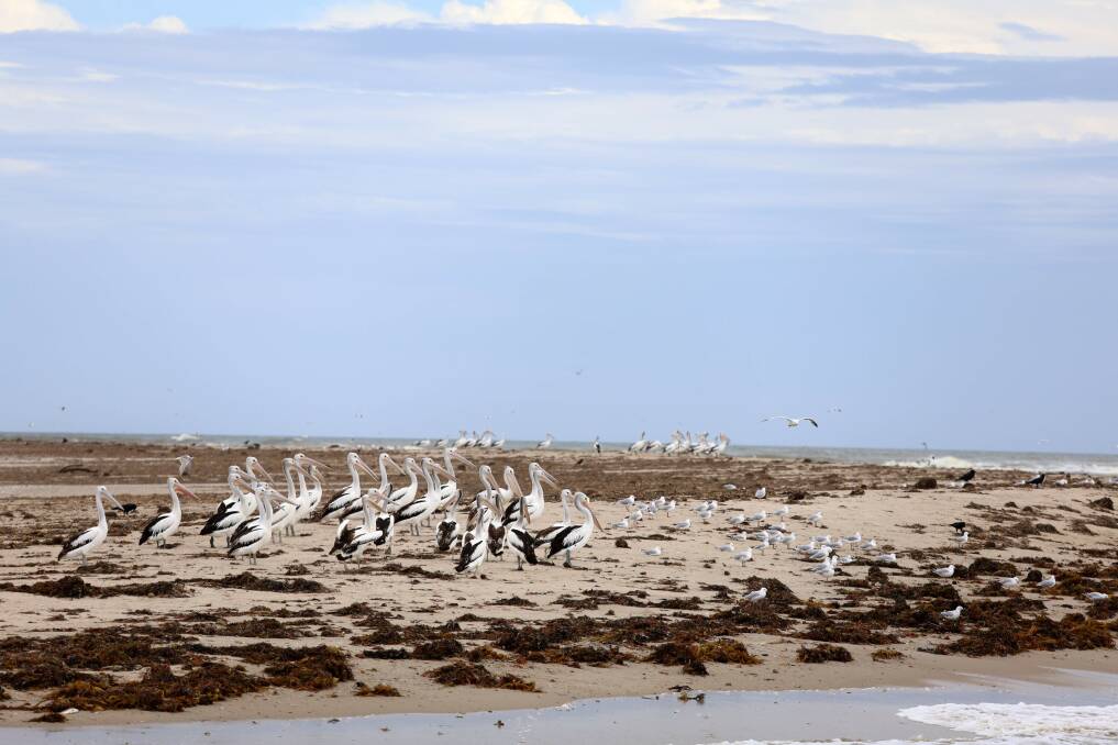 Pelicans congregate near the Murray Mouth. The waters are rich with birdlife, including magnificent pelicans. Picture by Marie Barbieri