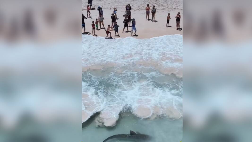 Largest shark caught on the shore in Western Australia - Drone Shark Fishing  Adventures Perth Australia