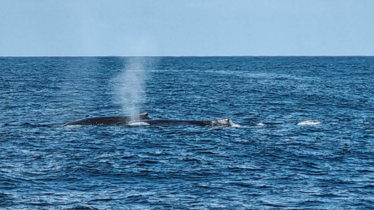 A mother and calf Humpback Whale have been spotted off Jervis Bay, marking the start to the yearly migration north. Picture supplied by Jervis Bay Wild