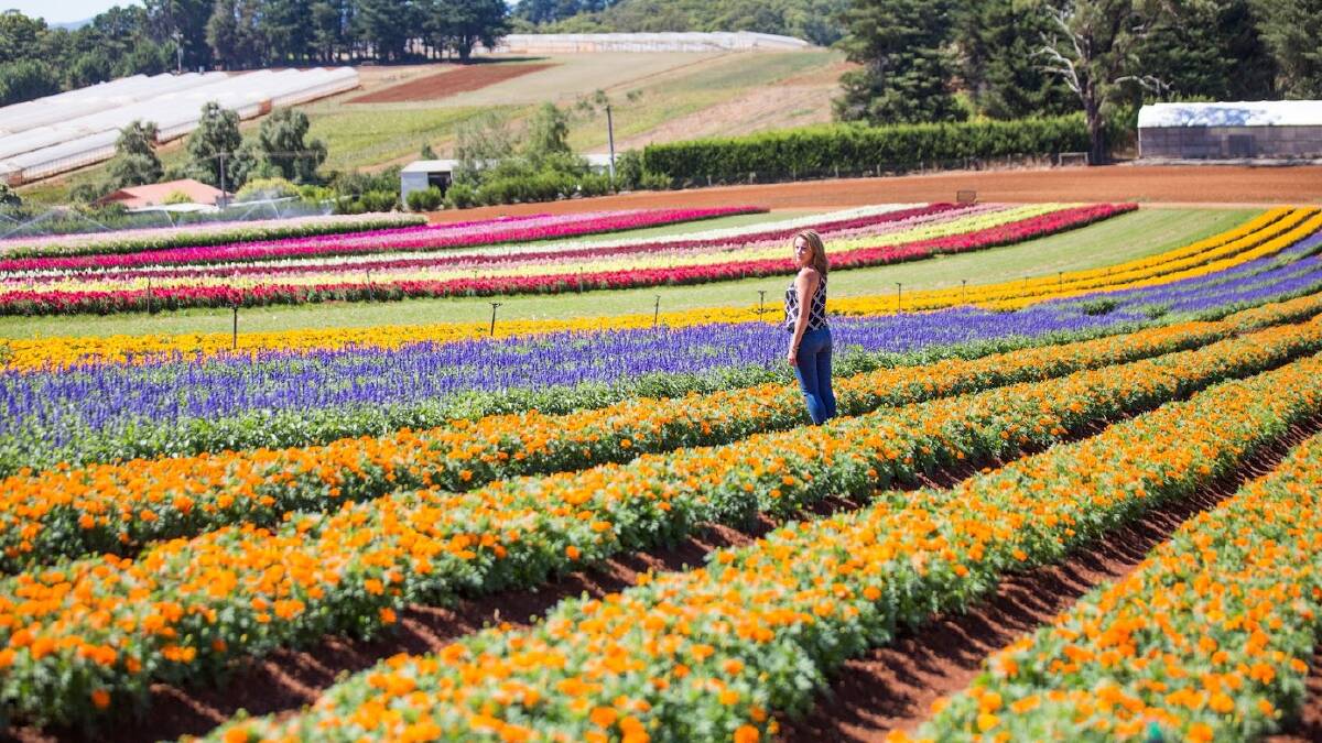 Mustsee flower festivals blossoming around Australia this spring The