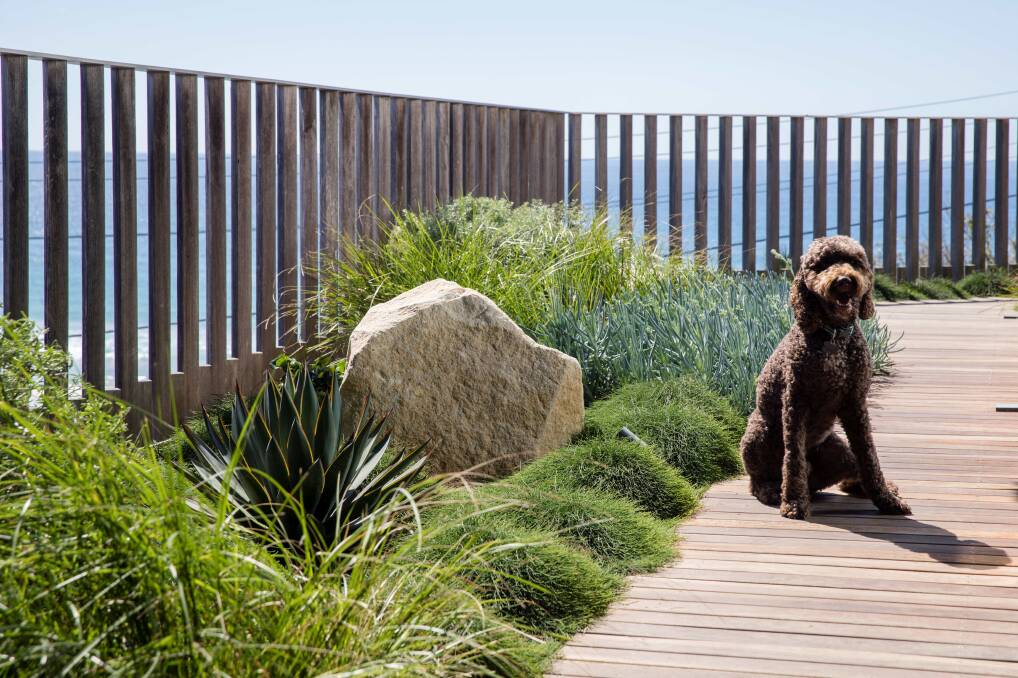Matt Leacy says natural gardens, with large groups of ornamental grasses and low lying hardy shrubs can trick the eye to overlook holes dug by your dog. Picture supplied