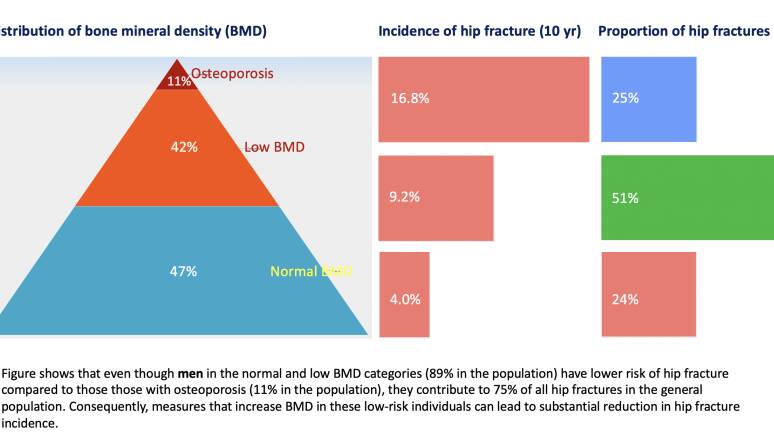 Figure showing men in normal and low bone mineral density categories contribute to 75 per cent of hip fractures in the general population. Graphic supplied