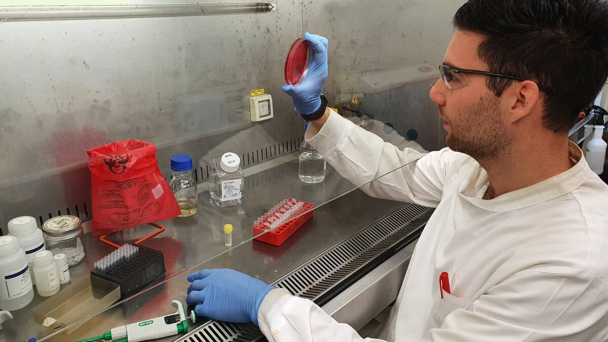 BREAKTHROUGH: An experimental Alzheimer's drug could be used to help treat antibiotic resistant infections. Pictured: Dr David Oliveira analysing samples in the lab.