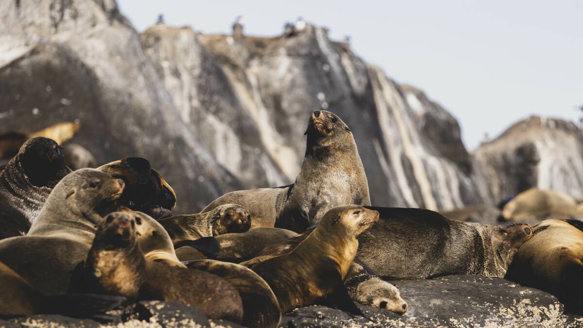 Montague Island is remarkable for its sheer variety of sea creatures, least of all Australian fur seals. Picture supplied.