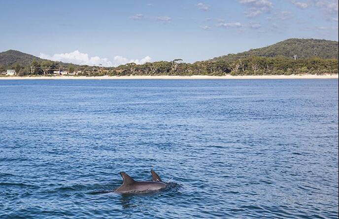 Dolphins in Nelson Bay, Port Stephens with views towards Mount Tomaree. Picture by Dallas Kilponen/Destination NSW