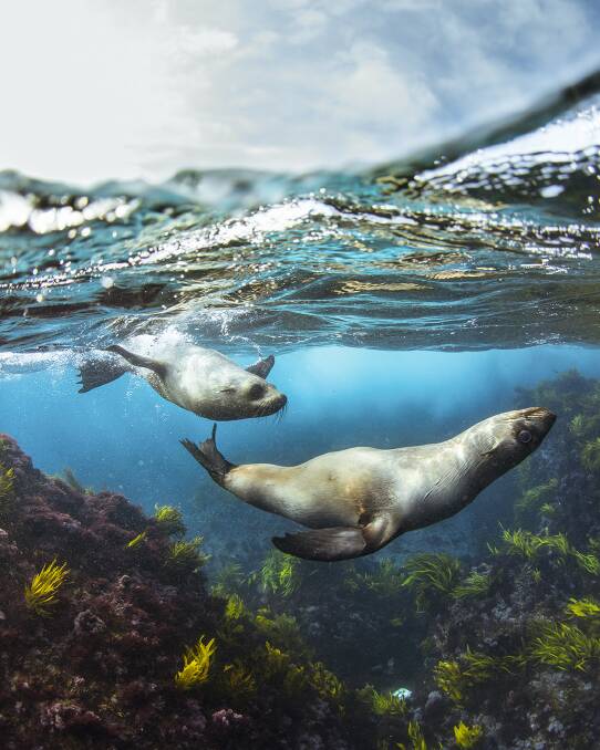 Tour operators offer lots of opportunities to get close to seals, either watching from a boat or by snorkelling or scuba diving. Picture supplied.