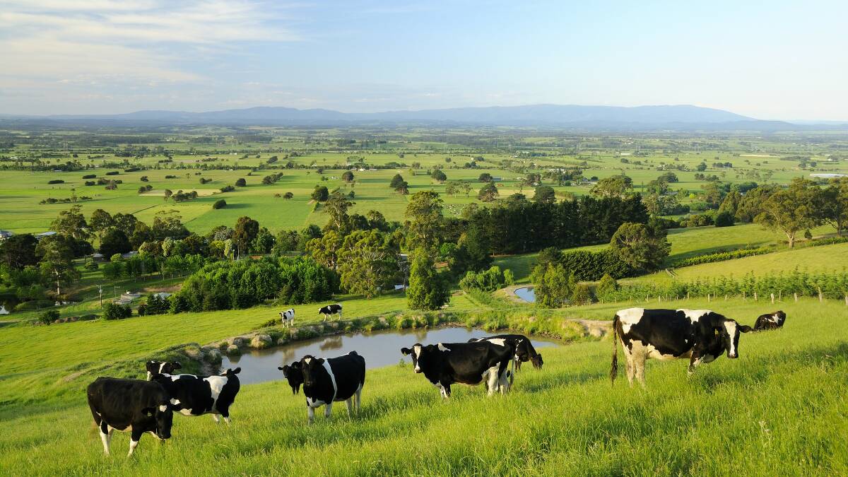 Gippsland is dairy country. Photo Visit Victoria.
