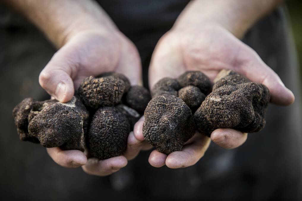 Your guide to truffle hunting adventures in NSW, ACT, and WA