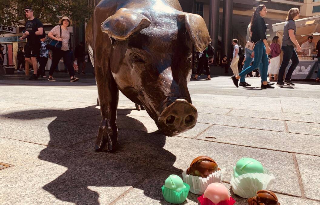 DELICIOUS: 'Truffles' the pig about to devour a few Balfours frog cakes in Rundle Mall, Adelaide, South Australia. Photo: UniSA