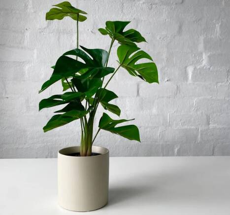 The classic Monstera. Picture supplied