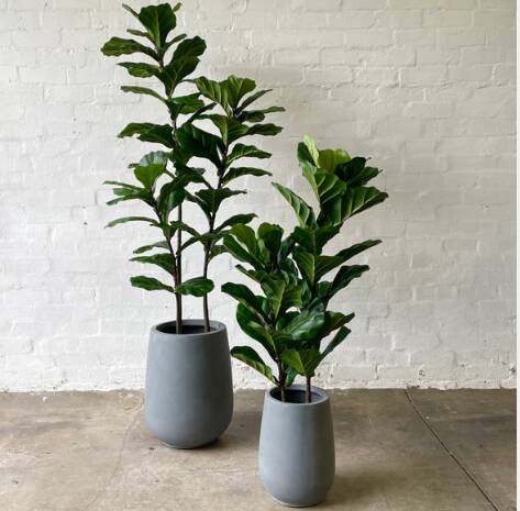 Artificial Fiddle Leaf Figs. Picture supplied