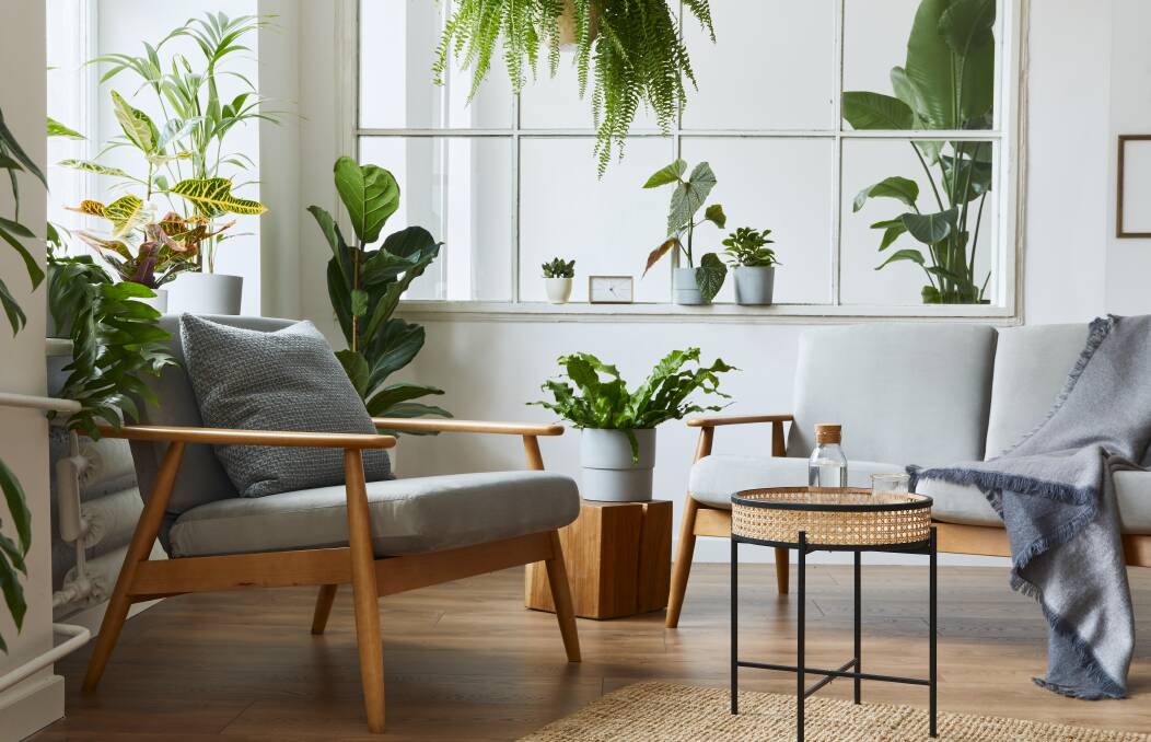 With an incredibly lifelike looking range of artificial plants now available, you don't have to have a green thumb to enjoy beautiful plants in your home. Picture Shutterstock