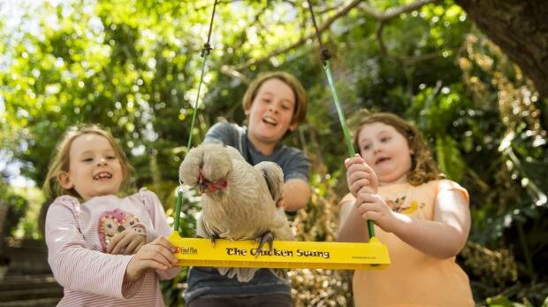 Bailey Edwards, left, 7, Bodie Edwards, 12, and Phoebe Desmond, 7, with Paloma the chicken, 6 months, on a swing. Photo: Anna Kucera