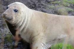 Tasmanian wildlife officials have urged people not to seek out encounters with Neil the seal. (Department of Natural Resources and Environment Tasmania/AAP PHOTOS)