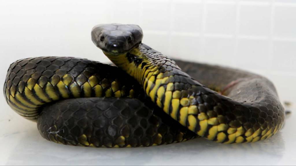 On average three Australians a year die of snake bite.