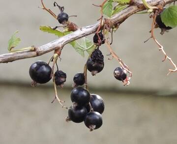 Blackcurrents from New Zealand may support brain health.