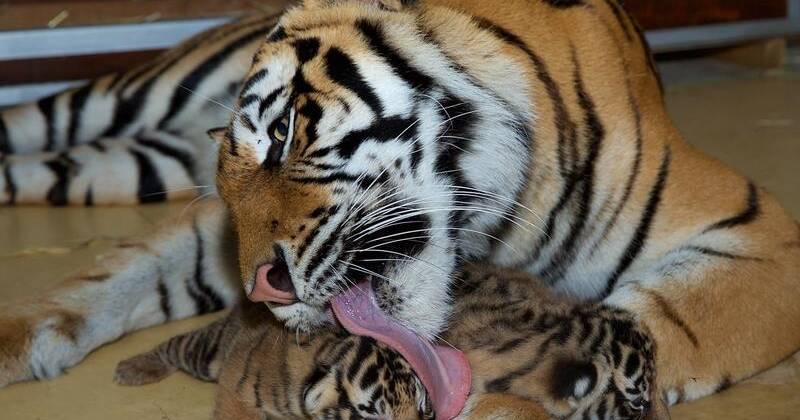 Adorable Tiger Cubs Play with Mama Tiger!, tiger