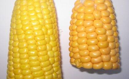 Super Gold sweet corn has been developed to slow the onset of macular degeneration.