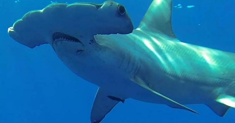 Great hammerhead sharks crucial: study, The Senior
