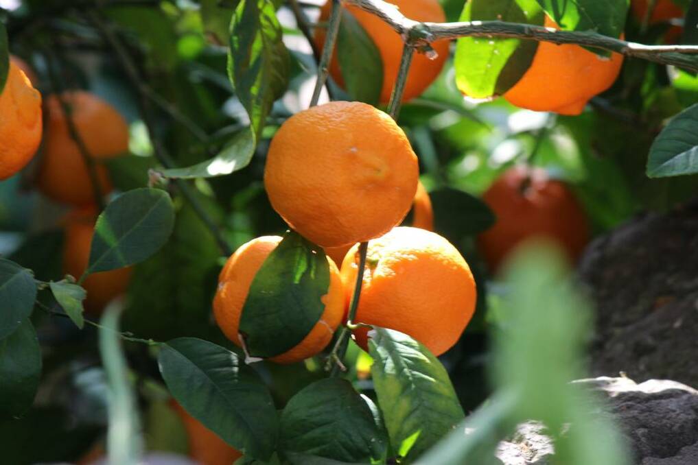 Protect your citrus trees.
