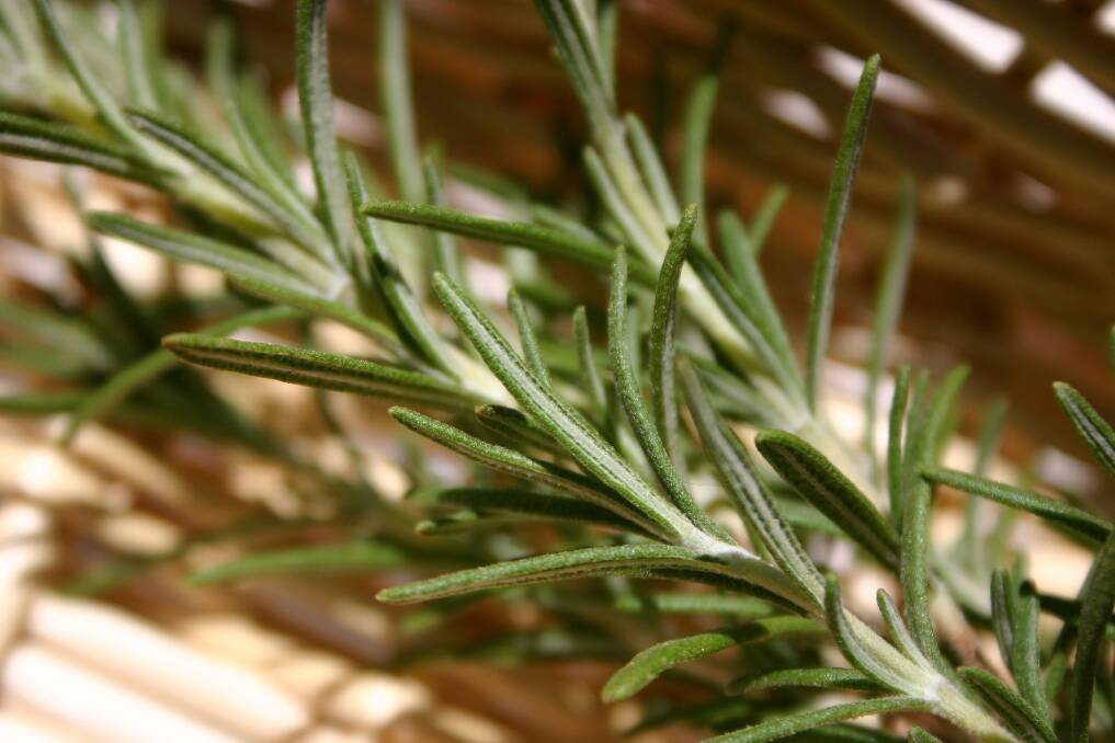 Study participants in a rosemary-scented room performed better on prospective memory tasks than participants in the room with no scent.