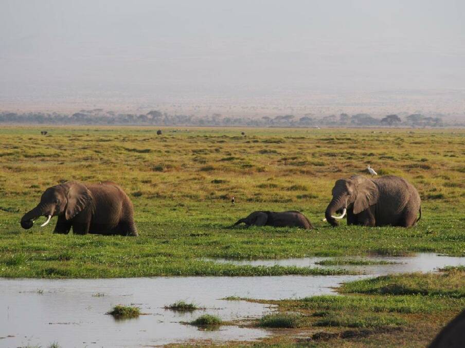 Enjoy elephants in the wild instead. Photo: Marion Petersen.