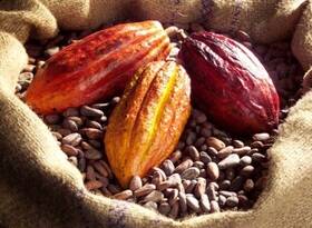 Flavanols from cocoa beans could help with memory retention.