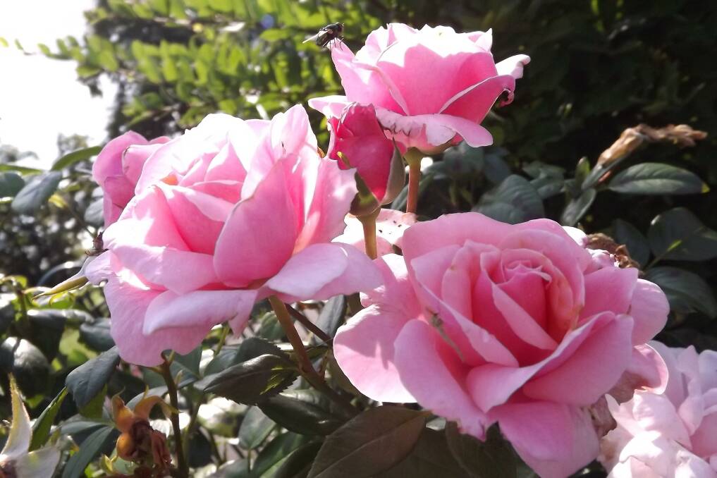 Problem with your roses? The new Yates My Garden App can help.