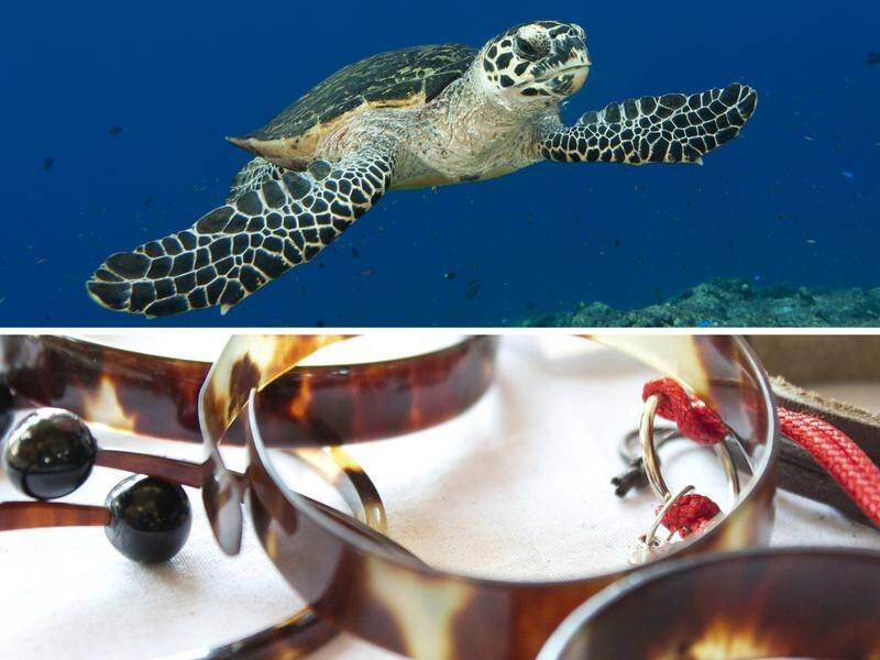Endangered hawksbill turtle shell trade is much bigger than