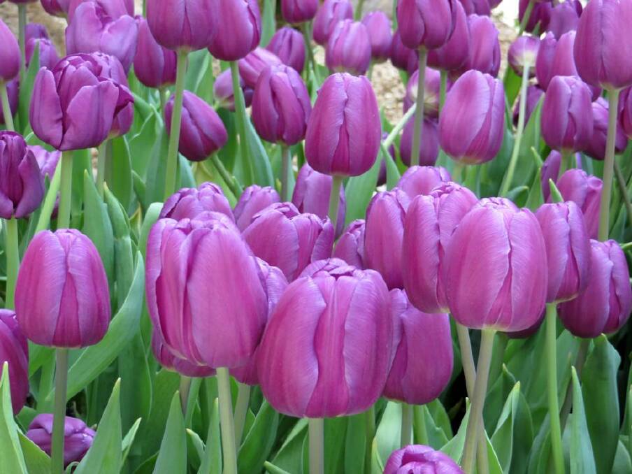Purple will be the colour theme for the 2016 Tulip Time Festival
