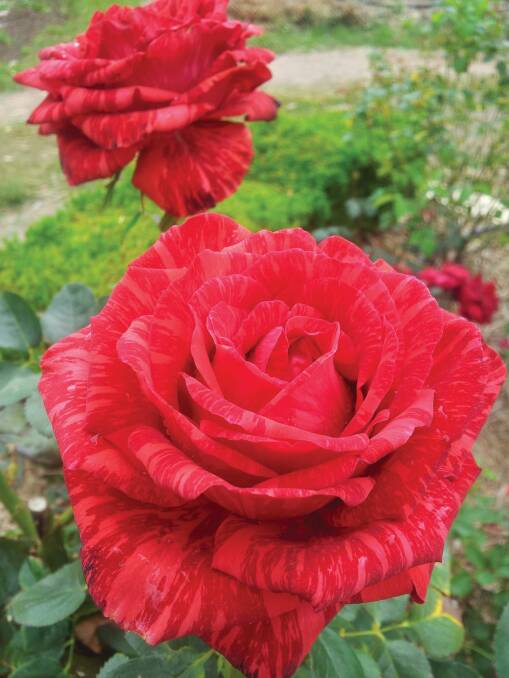 Red Intuition Rose from the book All About Roses by Diana Sargeant. Picture supplied