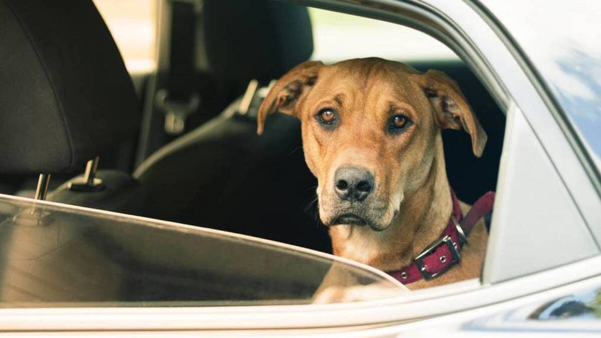 Don't leave your dog in a car during the summer months even with the window cracked. Picture Shutterstock