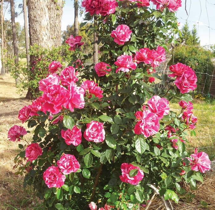 Guy Savoy climbing rose on a post from the book All About Roses by Diana Sargeant. Picture supplied