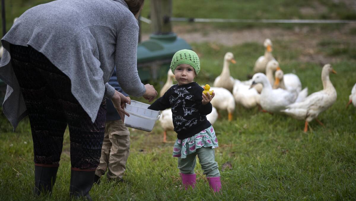 "Sixteen month old Brianna Gibbs feeds the ducks with help from her mum Michaela and her own rubber duck". Picture Alan Gibson For the Love of the Country